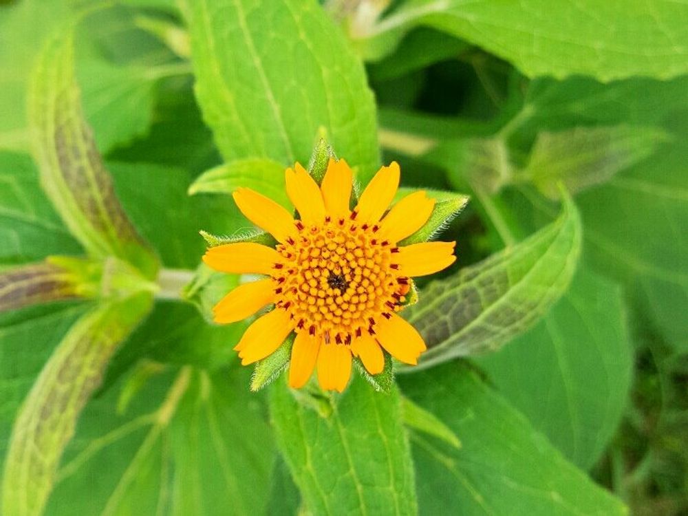 ヤーコン　黄色い花　