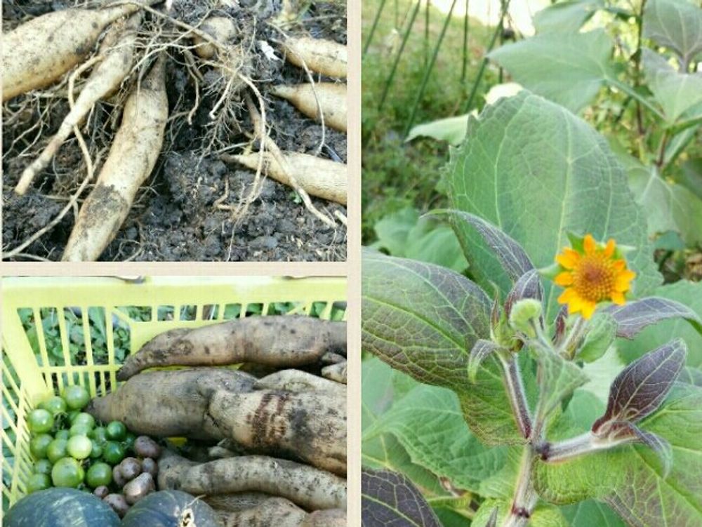 ヤーコン　株　収穫