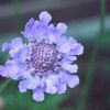 悲しげな花言葉をもつ「スカビオサ」。実は、存在感があって可憐な花！の画像