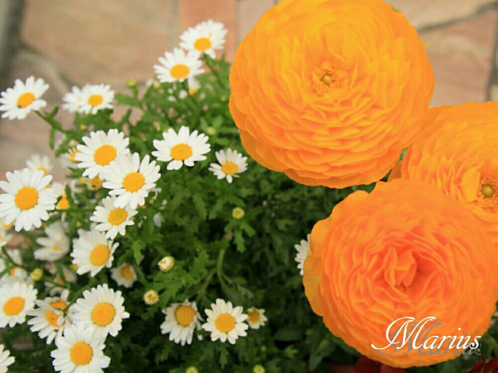 ラナンキュラス　寄せ植え