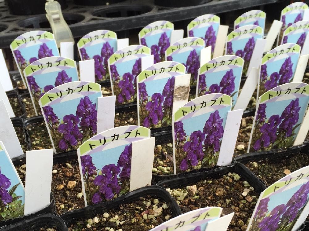 トリカブト(鳥兜)　苗
