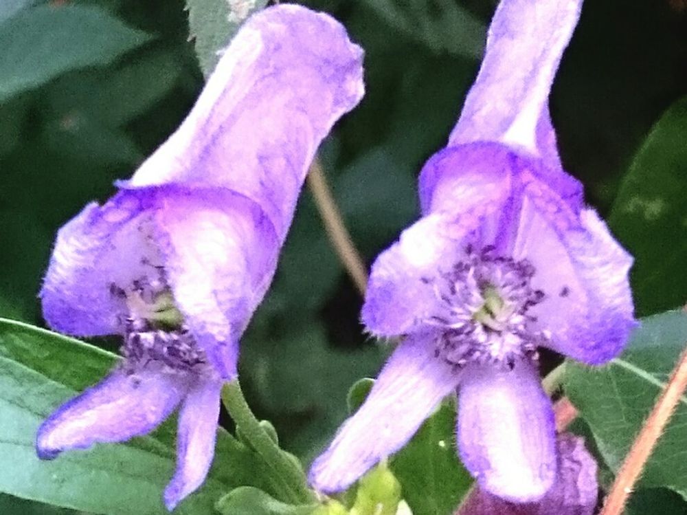 トリカブト(鳥兜)　紫色の花