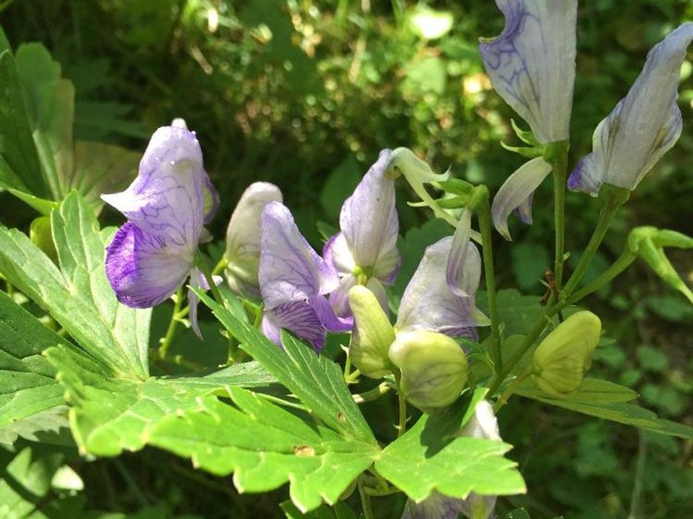 トリカブト(鳥兜)　紫色の花