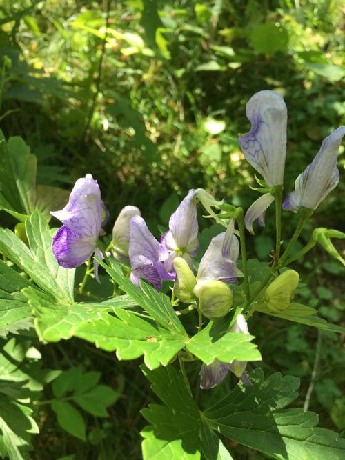 トリカブト 鳥兜 の育て方 栽培場所や毒のある部分とは Greensnap グリーンスナップ