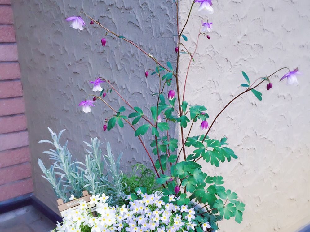 風鈴オダマキ　鉢植え