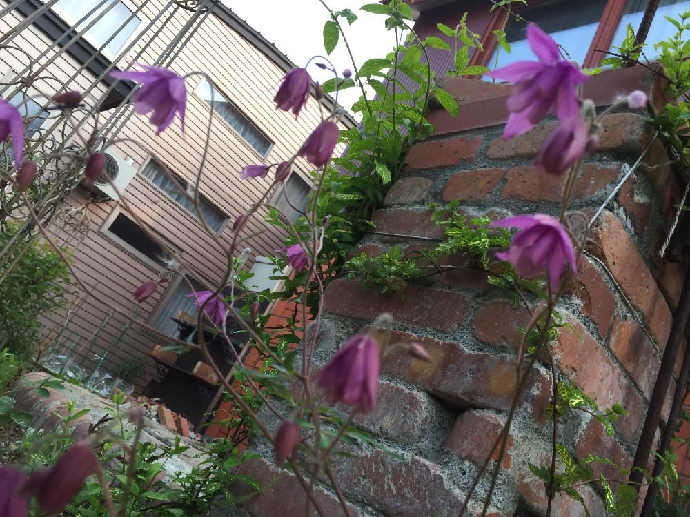 風鈴オダマキ　紫色の花