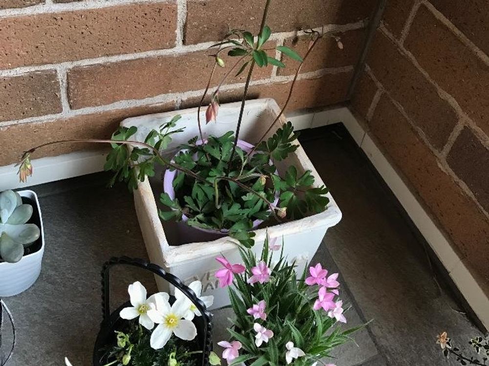 風鈴オダマキ　鉢植え