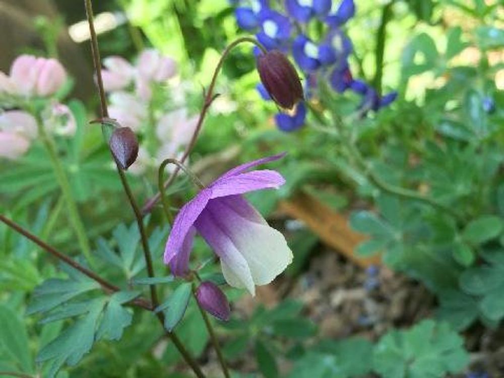 風鈴オダマキ　紫色の花