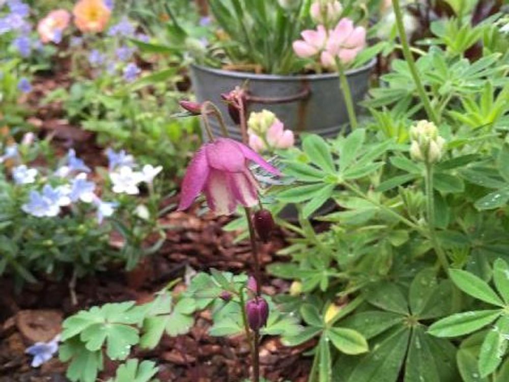 風鈴オダマキ　紫色の花