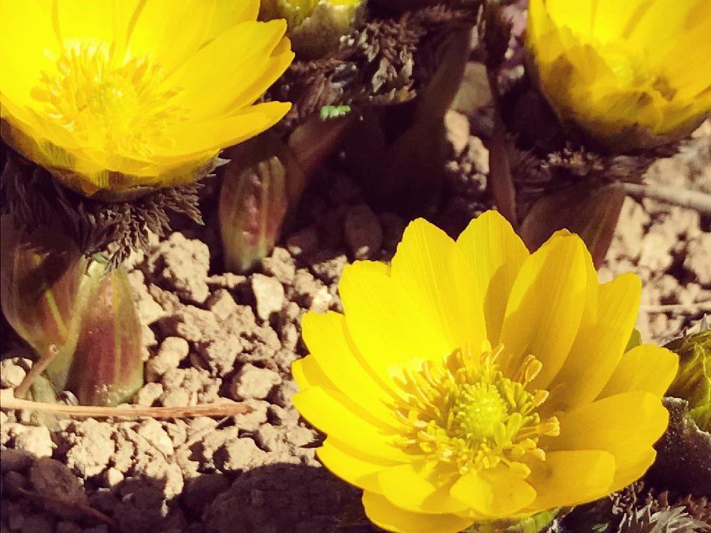 福寿草　黄色い花