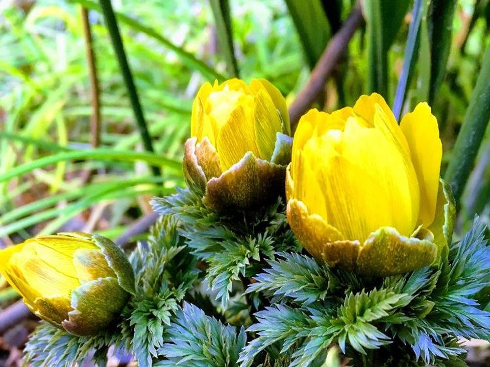 福寿草　黄色い花