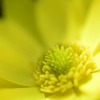 福寿草(フクジュソウ)の育て方｜肥料や植え替えの時期は？増やし方は？の画像