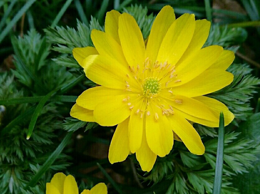 福寿草(フクジュソウ)　黄色い花