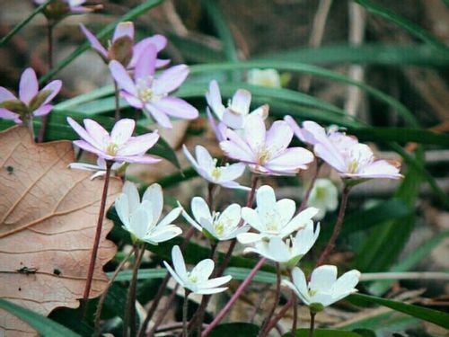 ユキワリソウ 雪割草 の育て方 植え付けや植え替えの時期は Greensnap グリーンスナップ