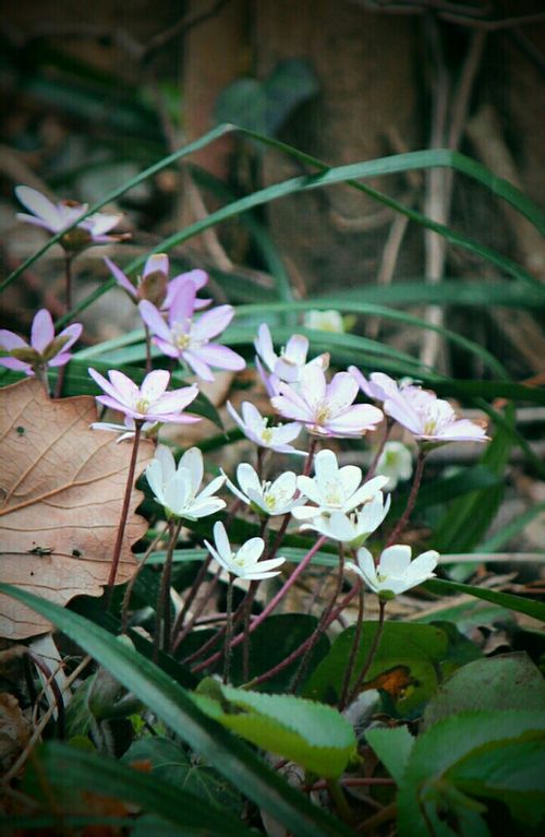 ユキワリソウ 雪割草 の育て方 植え付けや植え替えの時期は Greensnap グリーンスナップ