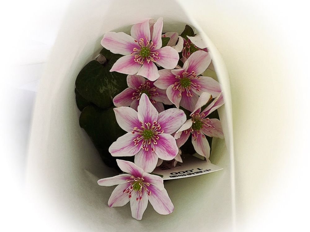 ユキワリソウ(雪割草)　ピンク色の花