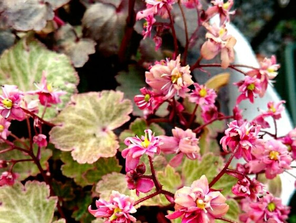 ユキワリソウ(雪割草)　鉢植え　ピンク色の花