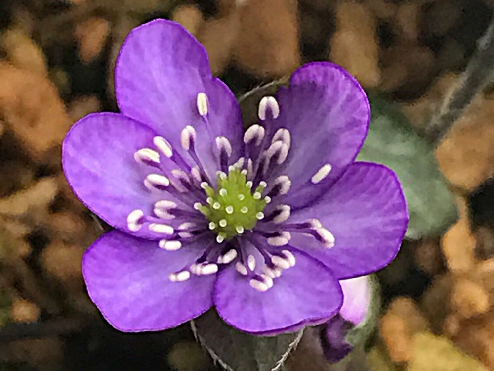 ユキワリソウ(雪割草)　紫色の花
