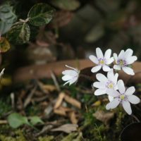 ユキワリソウ(雪割草)の育て方｜植え付けや植え替えの時期は？の画像
