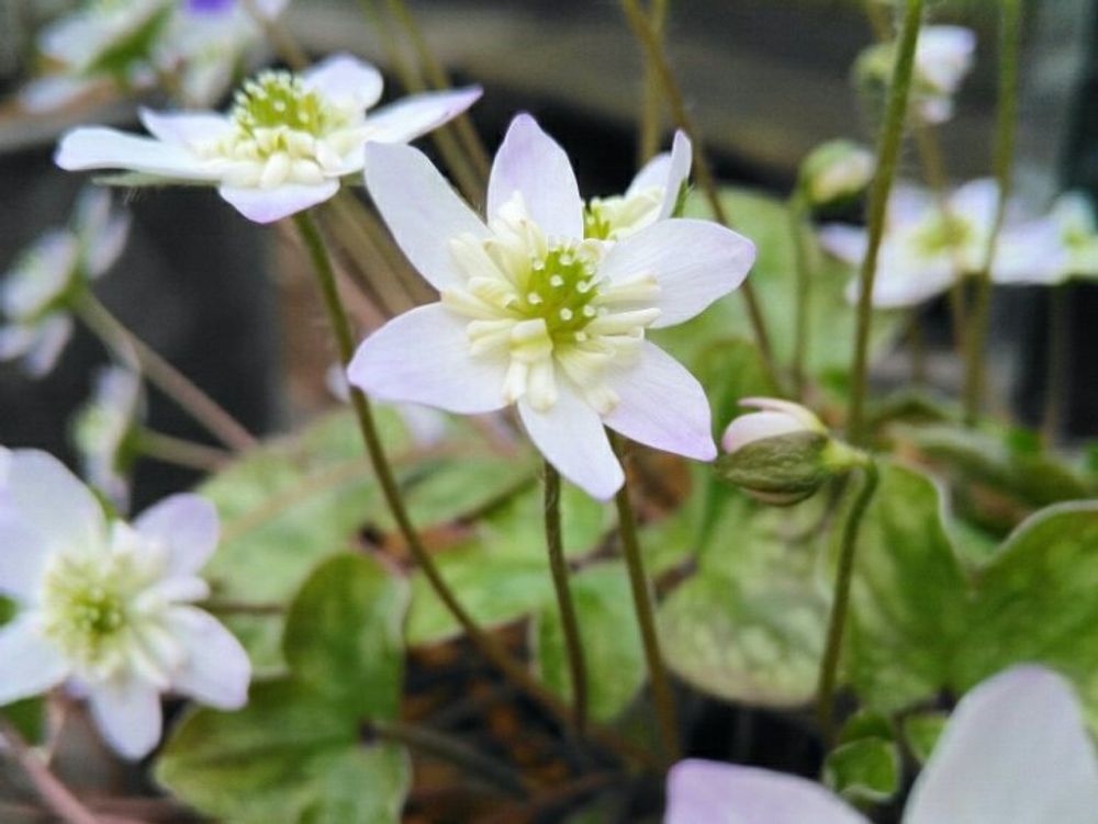 ユキワリソウ(雪割草)　白い花