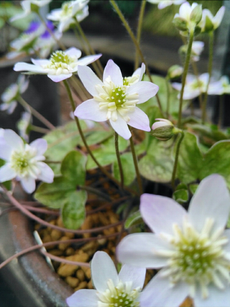 ユキワリソウ 雪割草 の育て方 植え付けや植え替えの時期は Greensnap グリーンスナップ