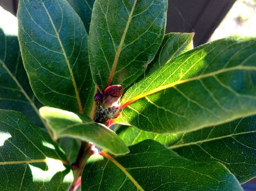 月桂樹(ローリエ)　葉