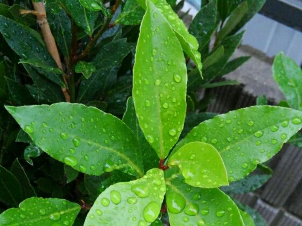 月桂樹(ローリエ)　水滴