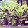 月桂樹(ローリエ)の育て方｜挿し木や植え付けの方法は？の画像
