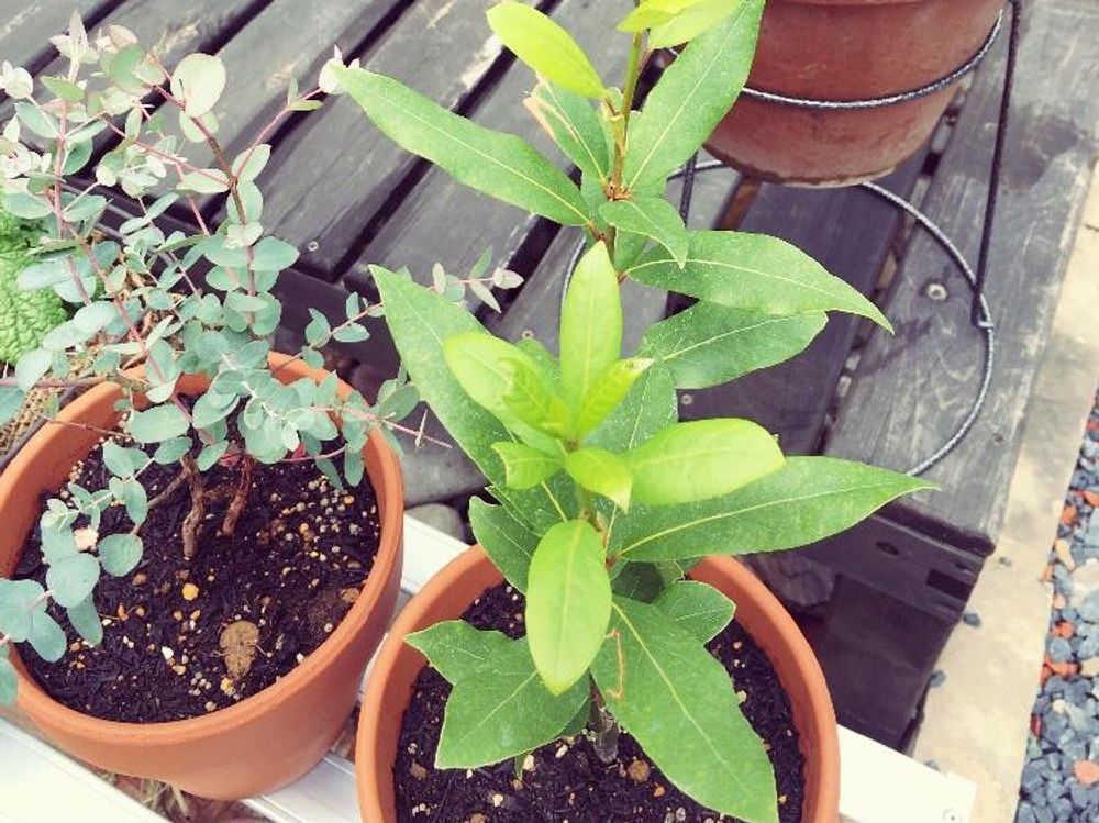 月桂樹(ローリエ)　鉢植え　屋外