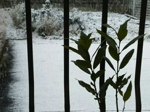 月桂樹 ローリエ の育て方 挿し木や植え付けの方法は Greensnap グリーンスナップ