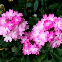 バーベナの育て方｜肥料や水やり頻度は？花を長く楽しむコツは？の画像