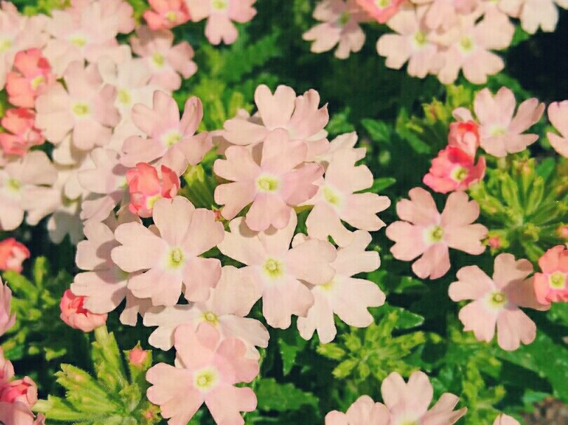バーベナの育て方 肥料や水やり頻度は 花を長く楽しむコツは Greensnap グリーンスナップ