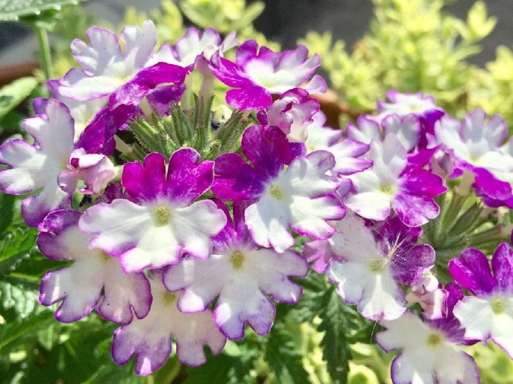 バーベナ　紫色の花