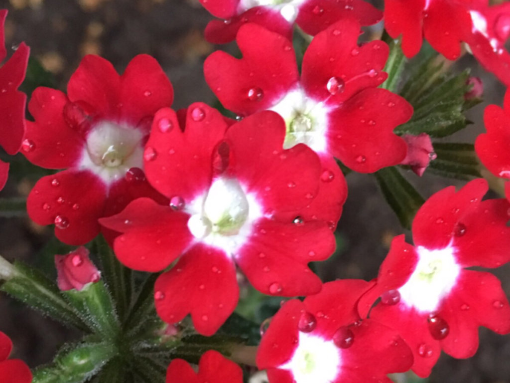 バーベナ　赤い花