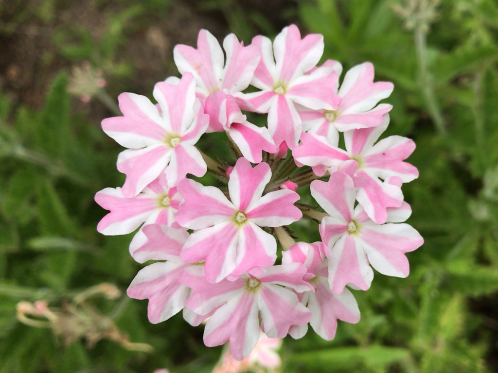 バーベナ　ピンク色・白色の花
