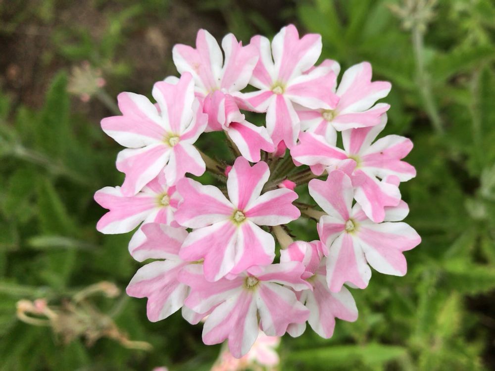 バーベナ　ピンク色・白色の花