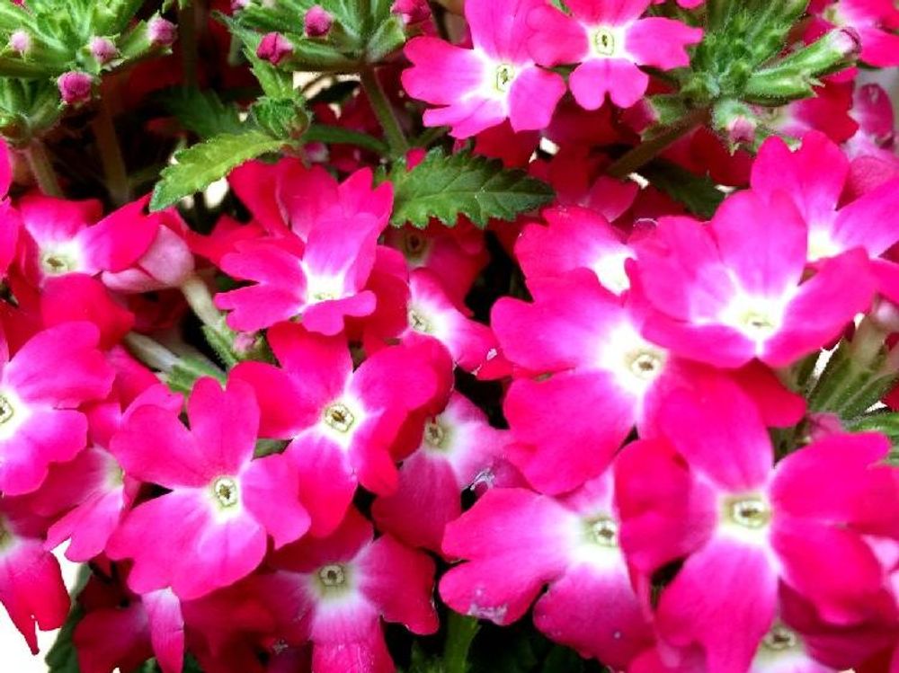 宿根バーベナ　赤い花