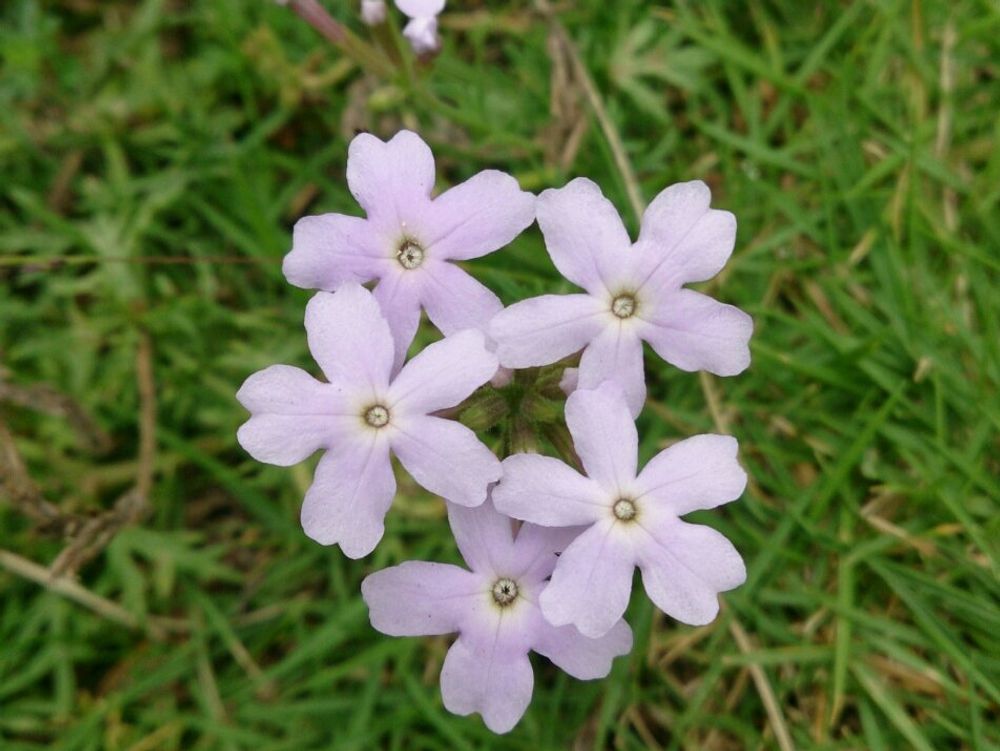 宿根バーベナ　紫色の花