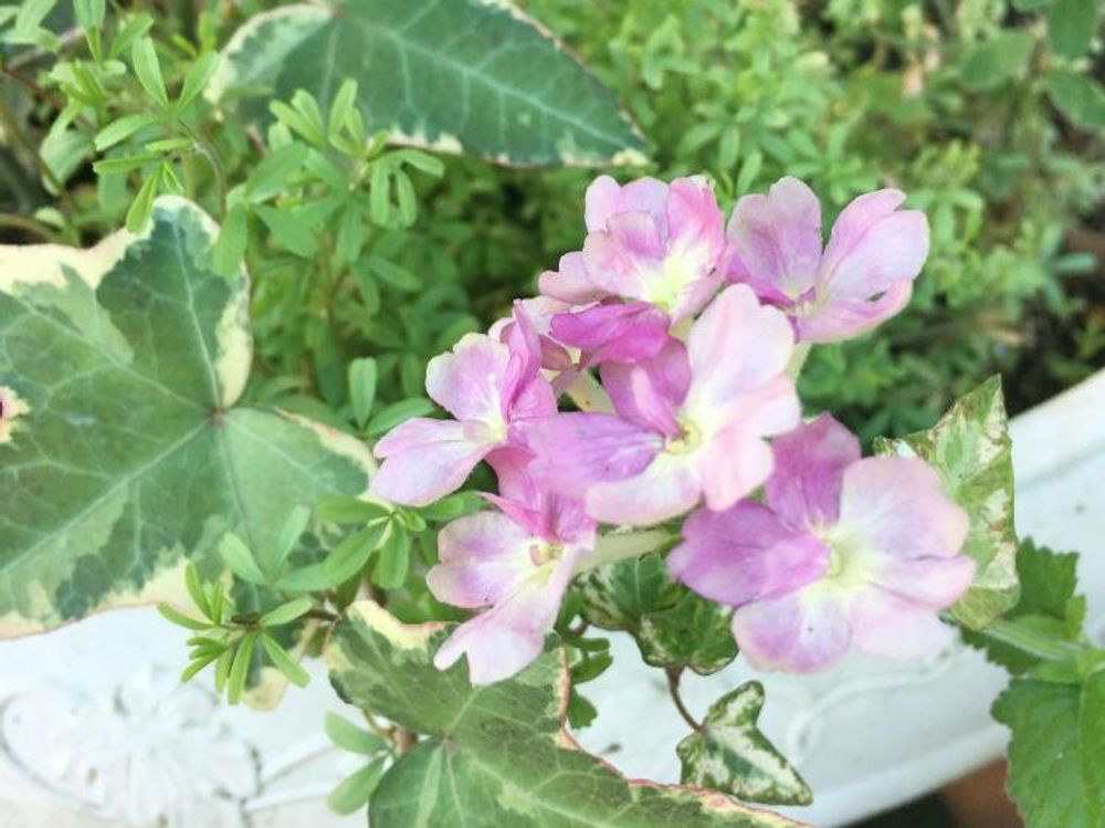 宿根バーベナ　ピンク色の花