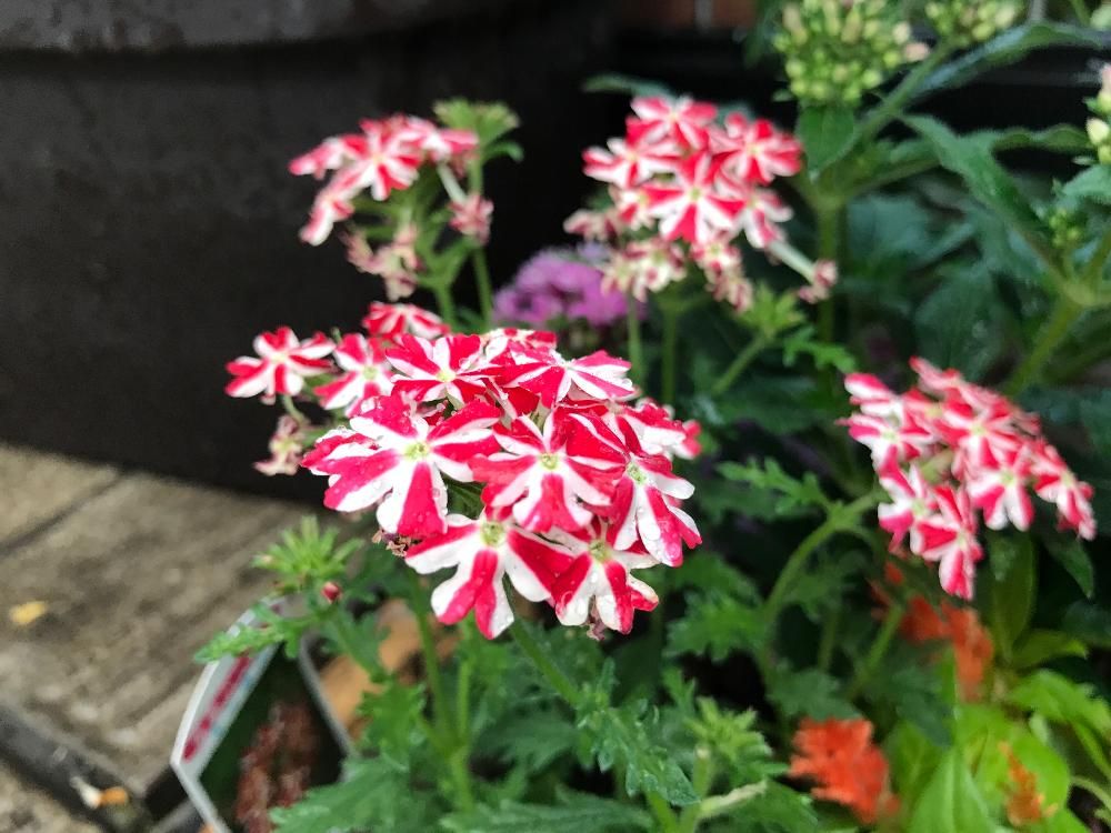 宿根バーベナ　紅白の花