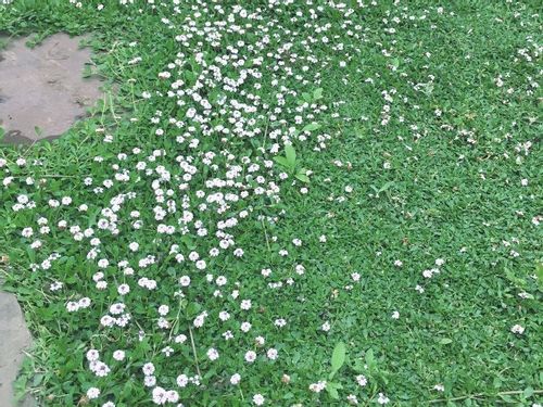イワダレソウの育て方 庭への植え方と覚えておくべき注意点とは Greensnap グリーンスナップ イワダレソウの育て方 庭への植え方と覚えておくべき注意点とは Greensnap グリーンスナップ