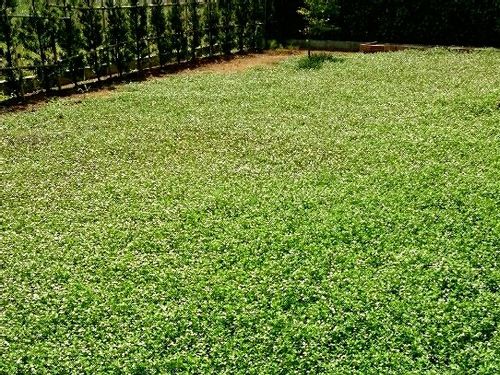 イワダレソウの育て方 庭への植え方と覚えておくべき注意点とは Greensnap グリーンスナップ イワダレソウの育て方 庭への植え方と覚えておくべき注意点とは Greensnap グリーンスナップ