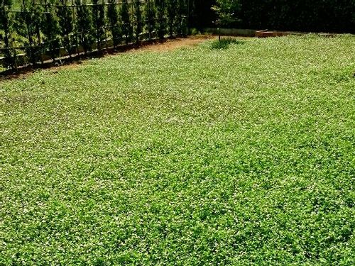 イワダレソウの育て方 庭への植え方と覚えておくべき注意点とは Greensnap グリーンスナップ