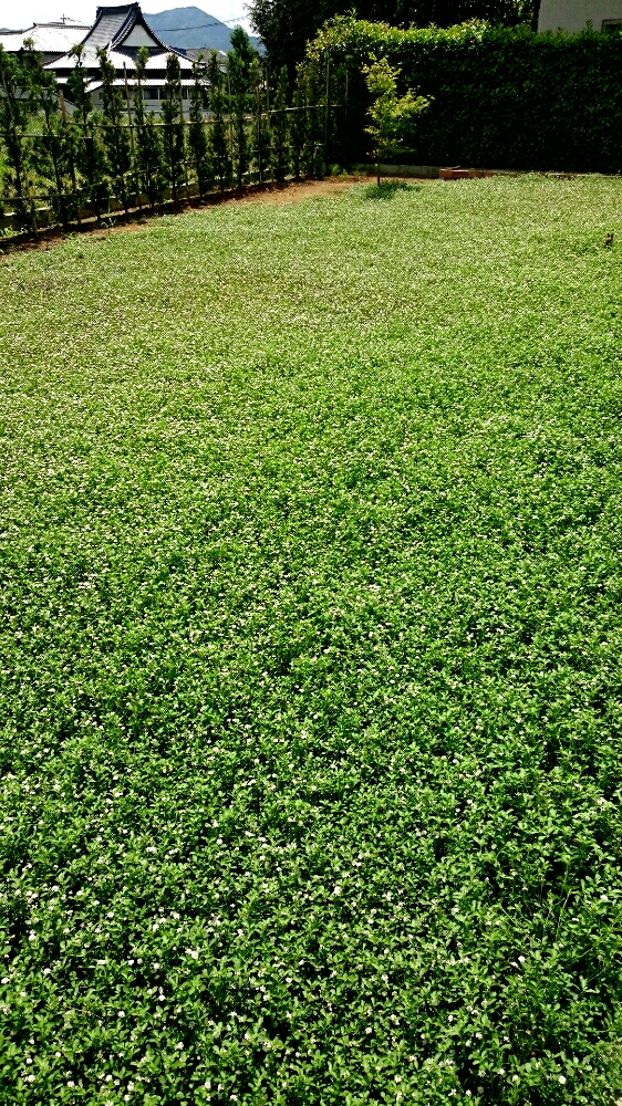 イワダレソウの育て方 庭への植え方と覚えておくべき注意点とは Greensnap グリーンスナップ