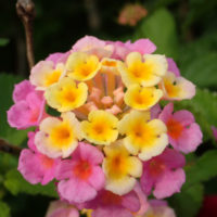 ランタナの育て方｜種まきや植え替えの時期は？増やし方は？の画像