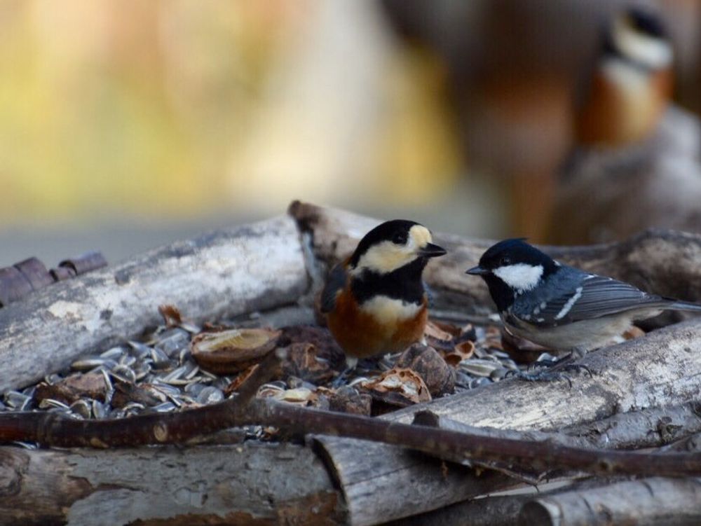クルミ(胡桃)　実　小鳥