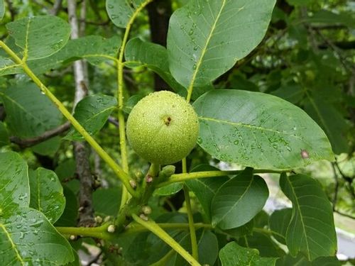 クルミ 胡桃 の育て方 水やりや肥料の与え方は うまく栽培するコツは Greensnap グリーンスナップ