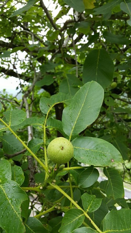 クルミ 胡桃 の育て方 水やりや肥料の与え方は うまく栽培するコツは Greensnap グリーンスナップ