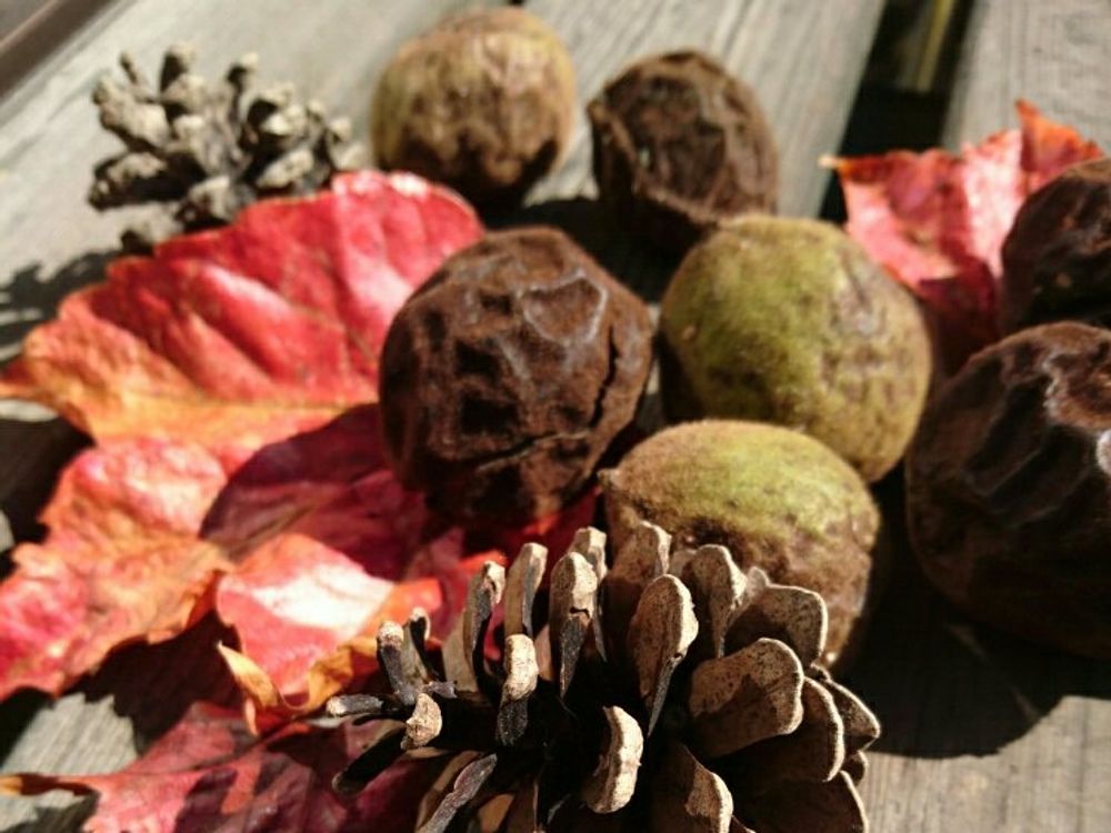 クルミ(胡桃)　実　葉　まつぼっくり