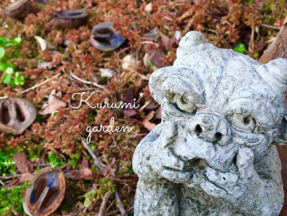 クルミ(胡桃)　実　断面